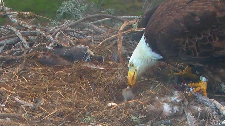 Онлайн веб-камера возле гнезда белоголовых орланов